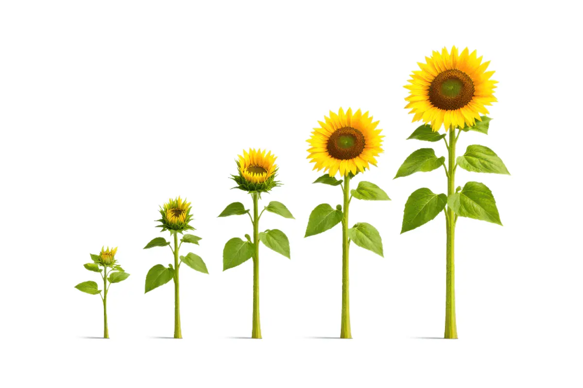 Five sunflowers increasing in height and maturity, from a young seedling to a fully bloomed sunflower.